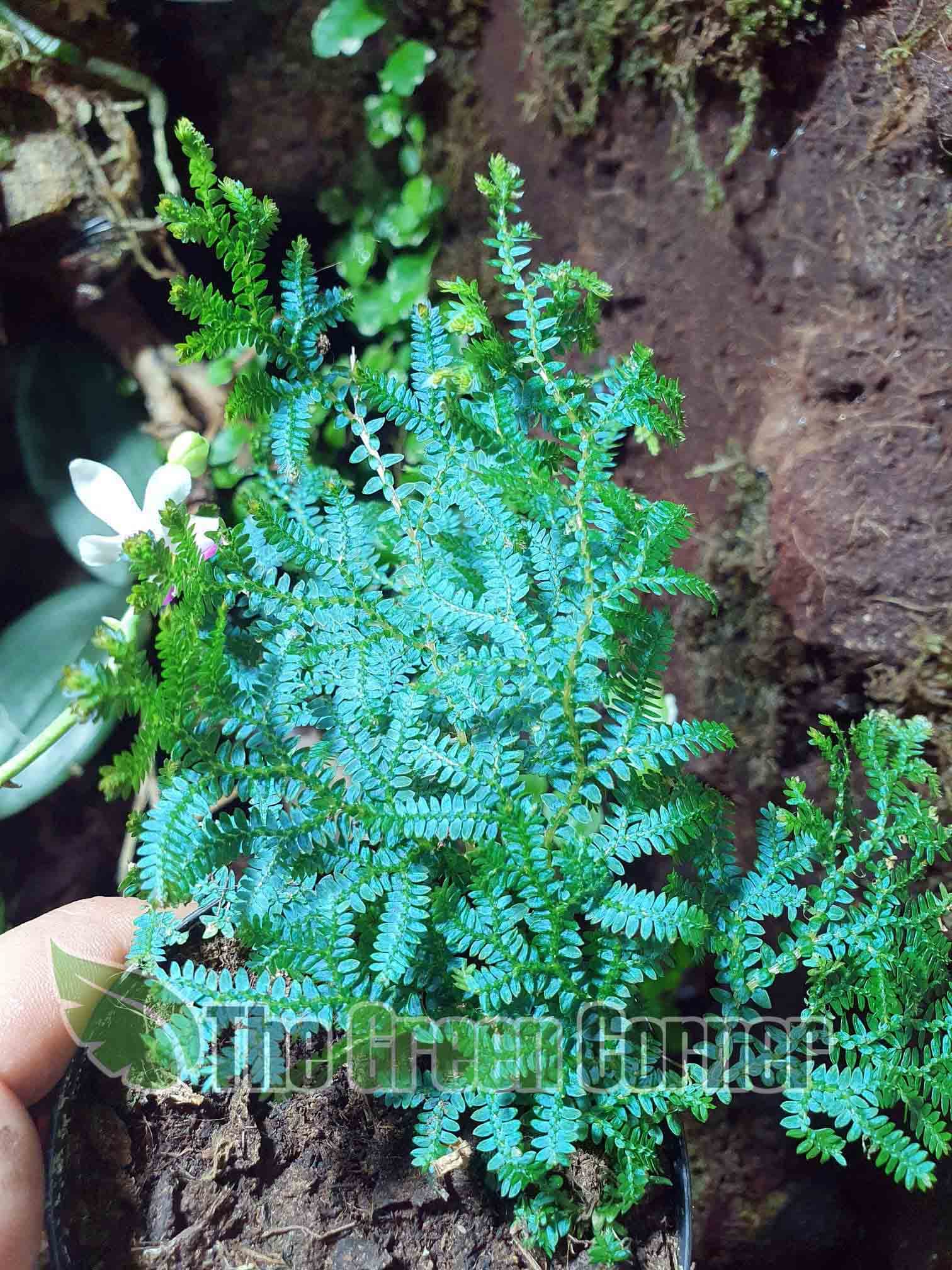 Selaginella uncinata: Helecho azul. maceta de 7 4