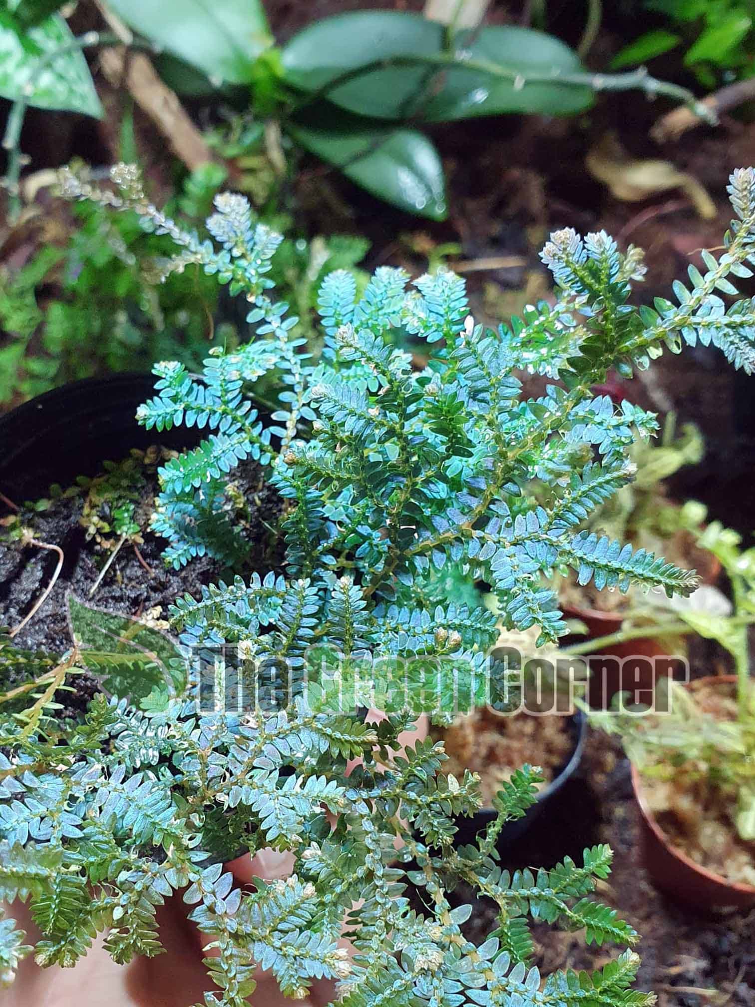 Selaginella uncinata: Helecho azul. maceta de 7 3