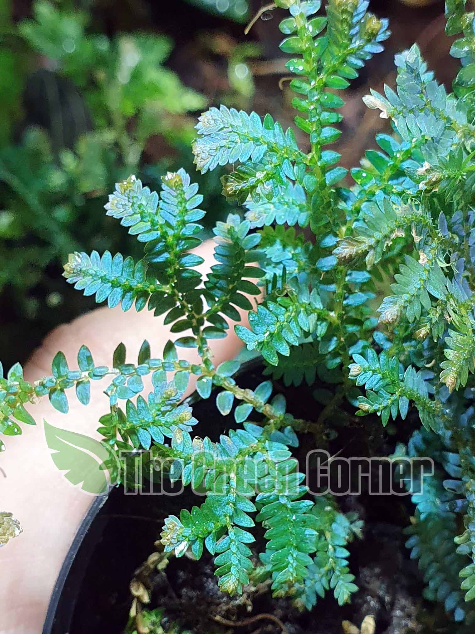 Selaginella uncinata. Uno de los helechos mas cotizados en terrarios tropicales. hojas que van desde el azul al rosa intenso. Fundamental