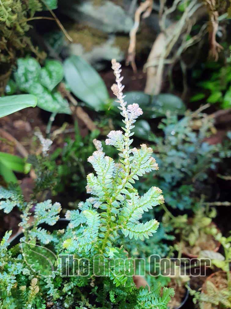 Selaginella uncinata: Helecho azul. maceta de 7 2
