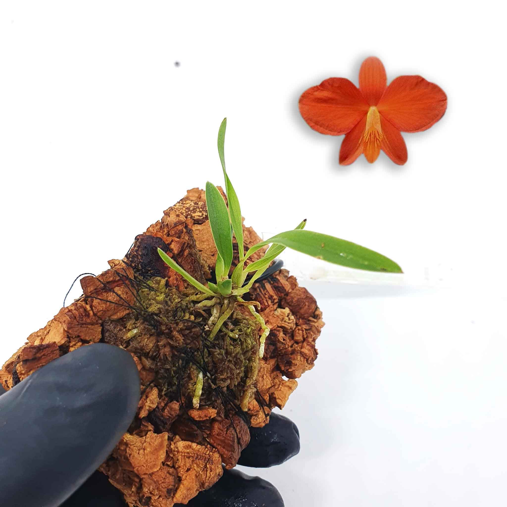 Sophronitis acuensis: Bienvenido al mundo de las Cattleyas miniatura!