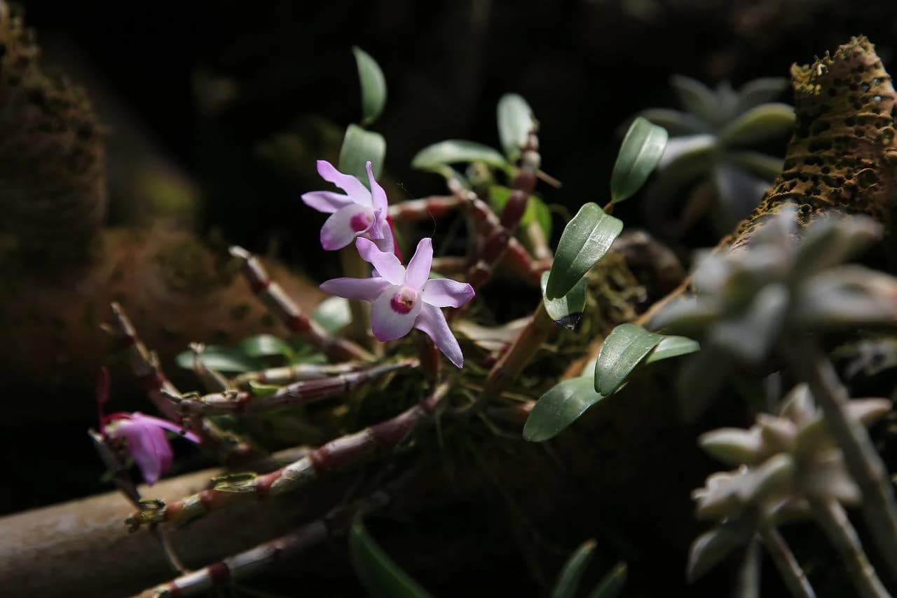funciona perfecta montada otorgando una floración impresionante.