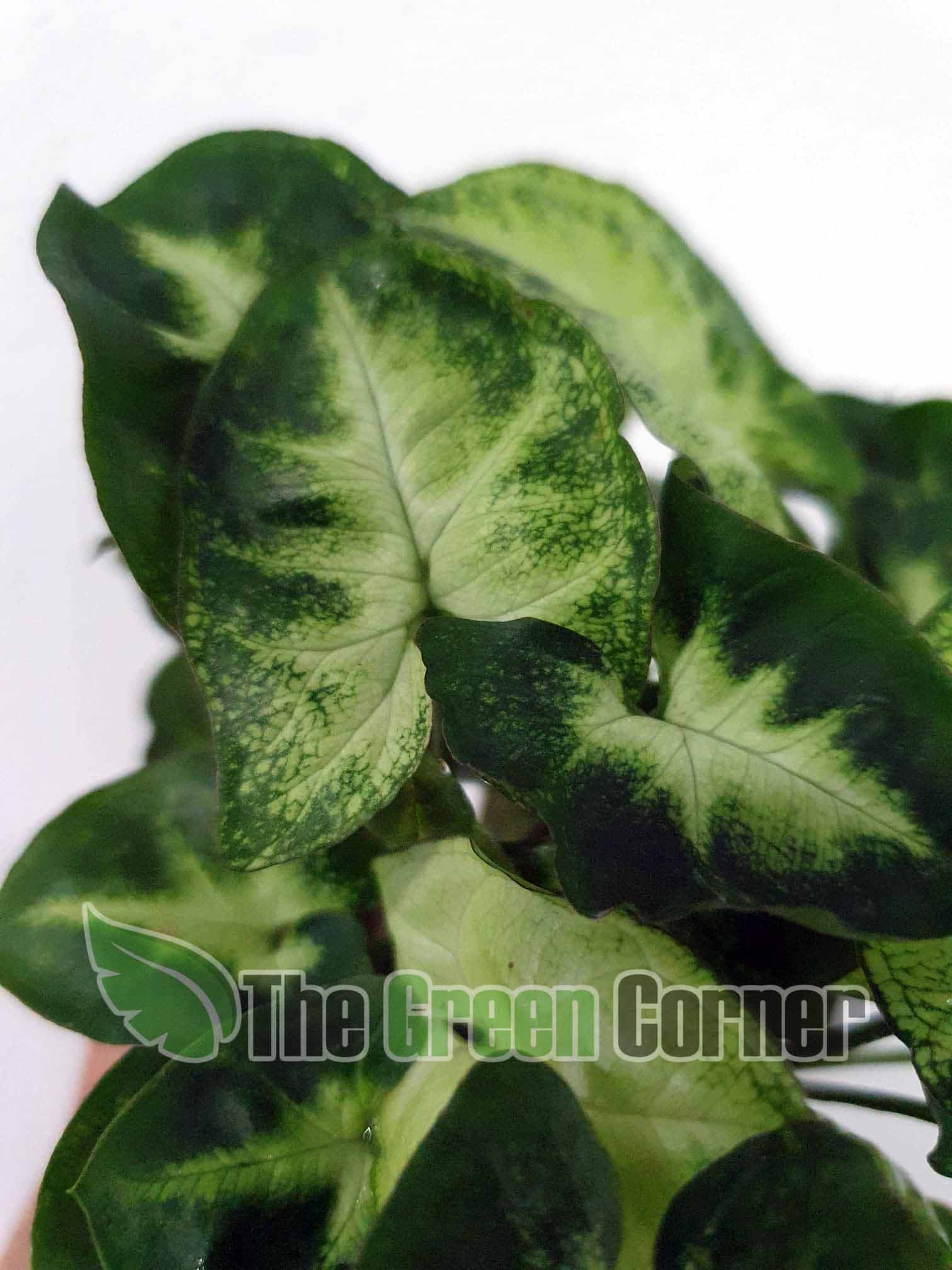 Syngonium Pixie 2