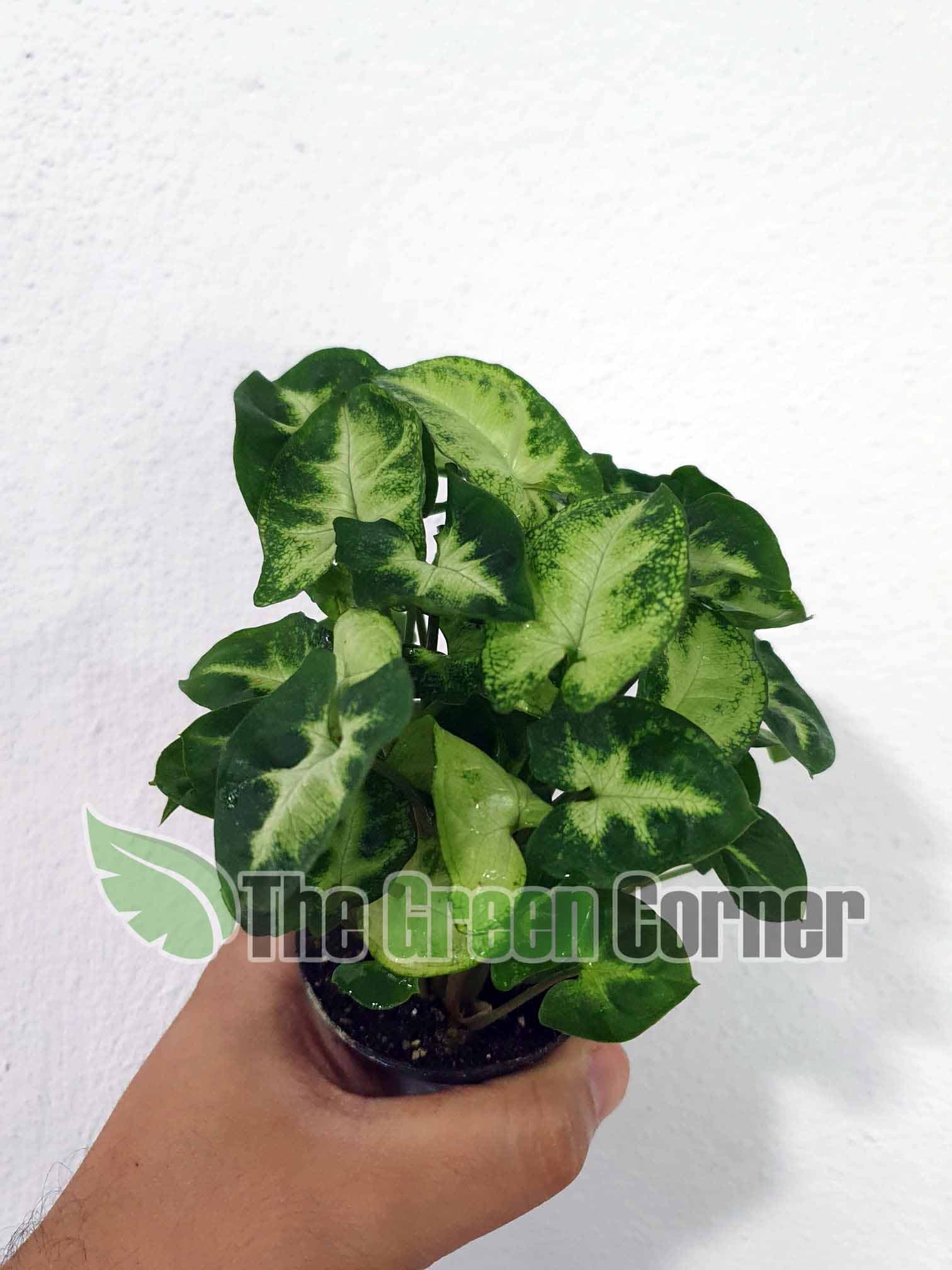 Syngonium Pixie. Preciosa planta muy resistente con una coloracion rosa en las hojas. Ideal para principiantes y para dar notas de color.