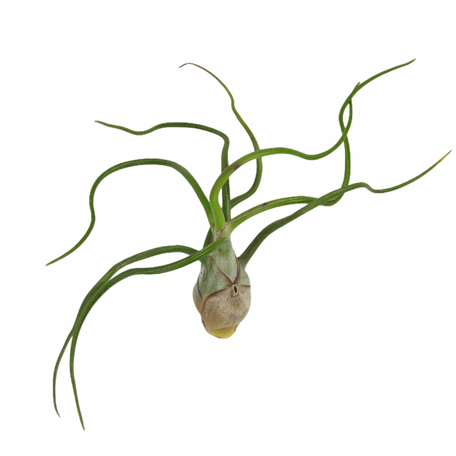 Tillandsia bulbosa 3