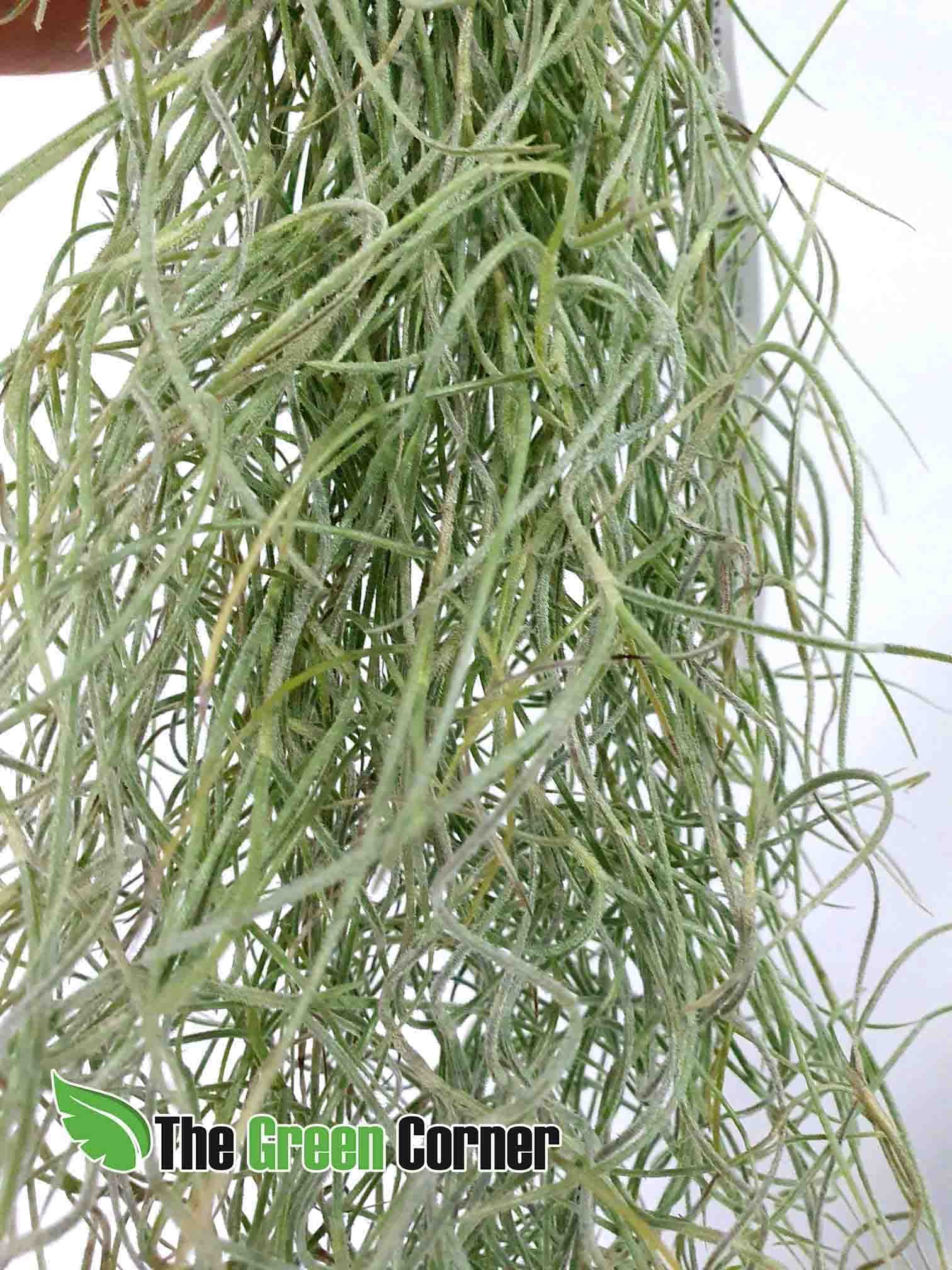 Tillandsia Usneoides 2