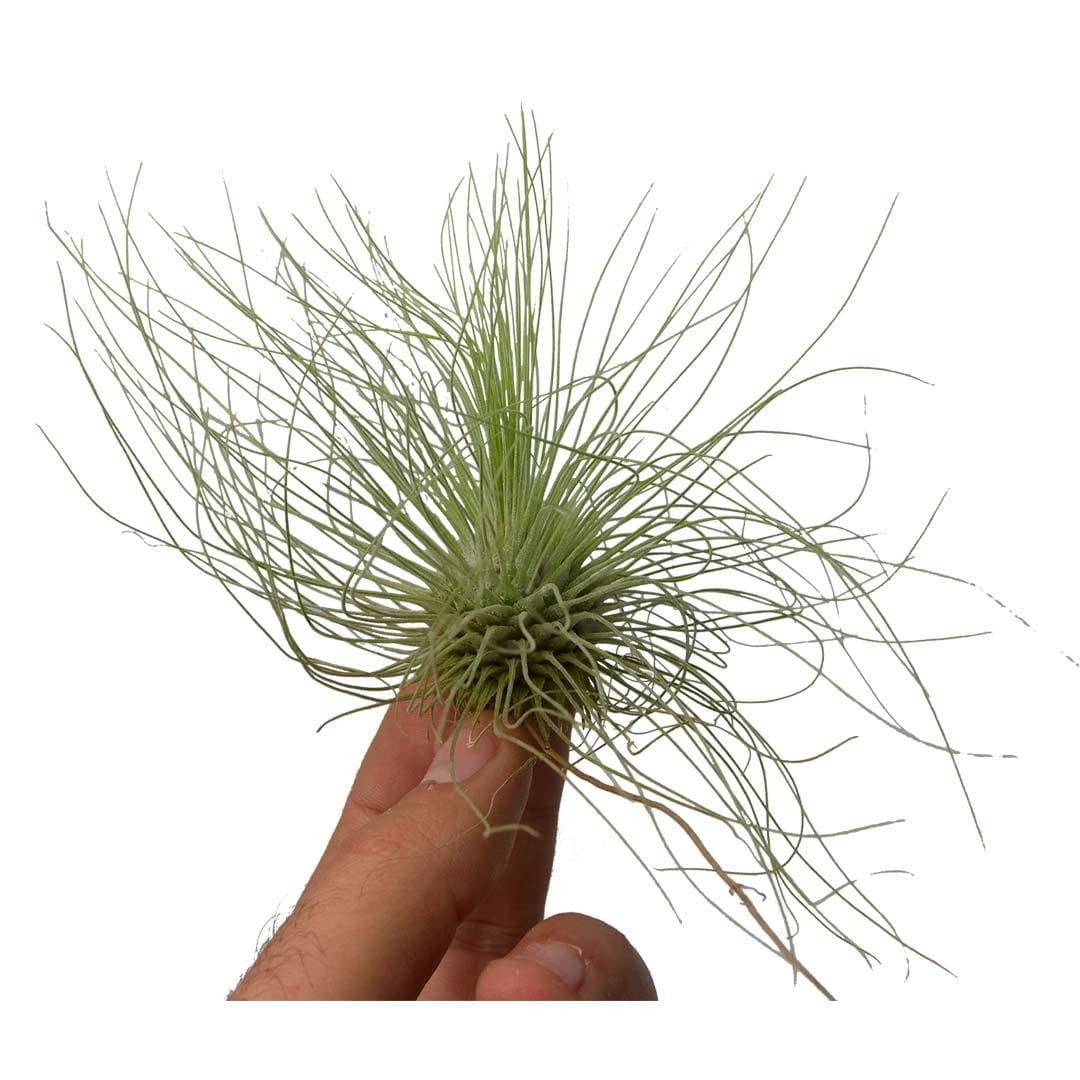 Tillandsia fuchsii f. gracilis 3