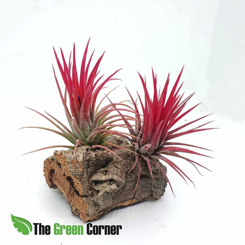 Tillandsia Ionantha Fuego: Preciosa variedad de Tillandsia con una cloracion roja en sus momentos de floracion fuera de lo comun.