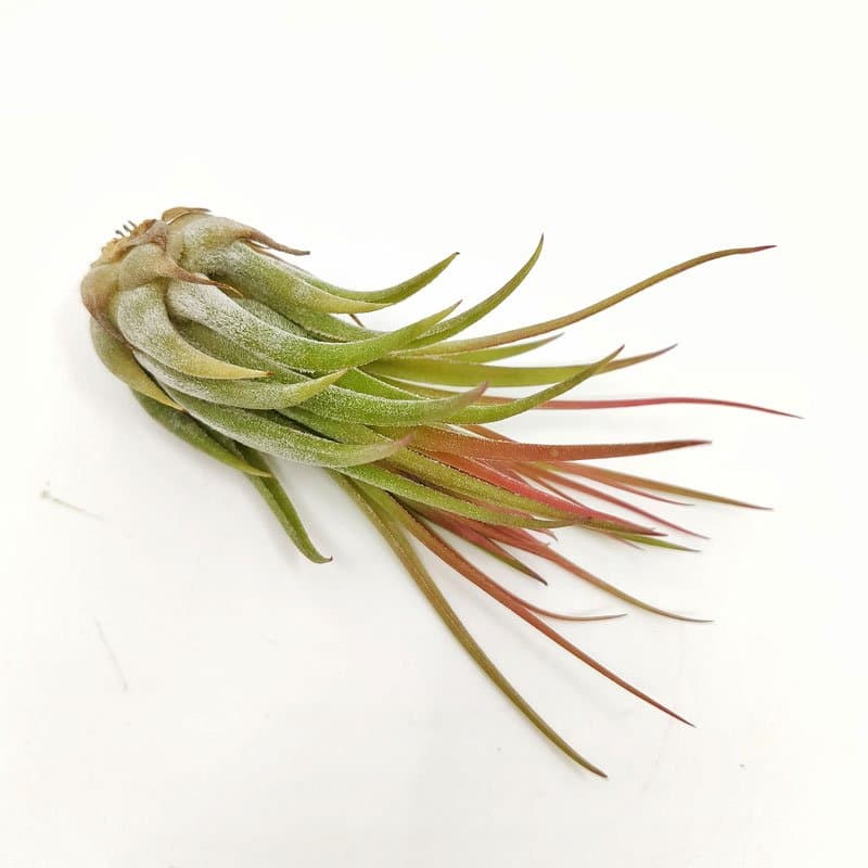 Tillandsia scaposa 3