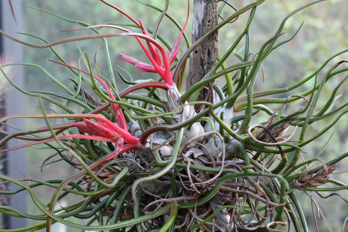 una variedad de tillandsia verde que nos sorprendera con su particular floracion rojo intenso