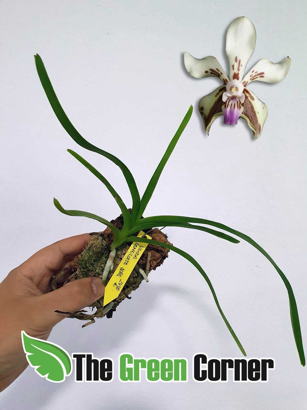 Vanda Lamellata: Pequeña vanda de flores cerosas