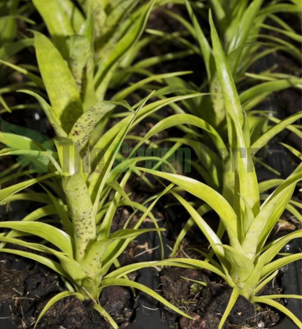 seguramente sea la del cultivo más fácil. Colores radiantes y agradecidos.