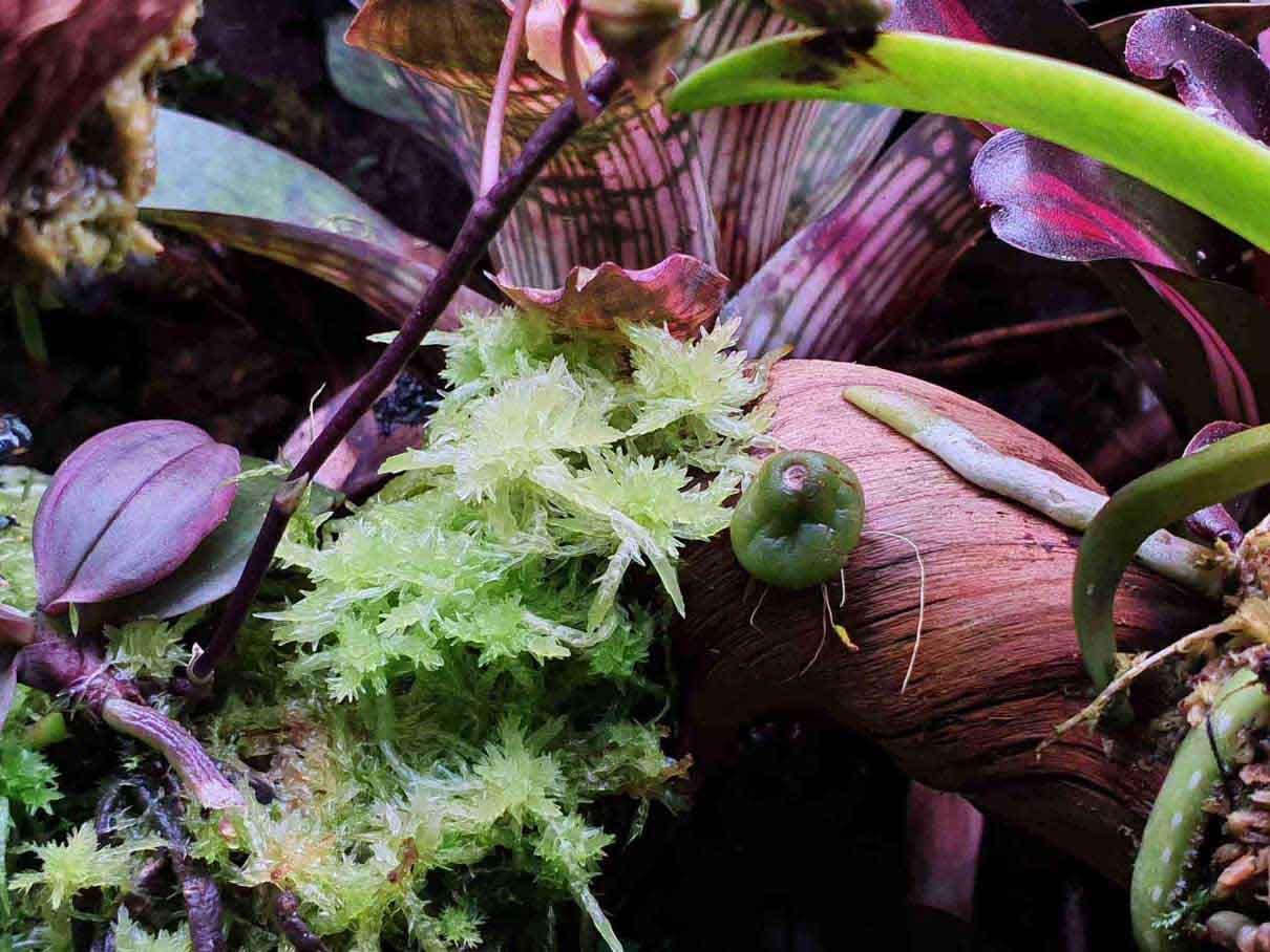 Musgo sphagnum vivo: Tarrina de 1L 3