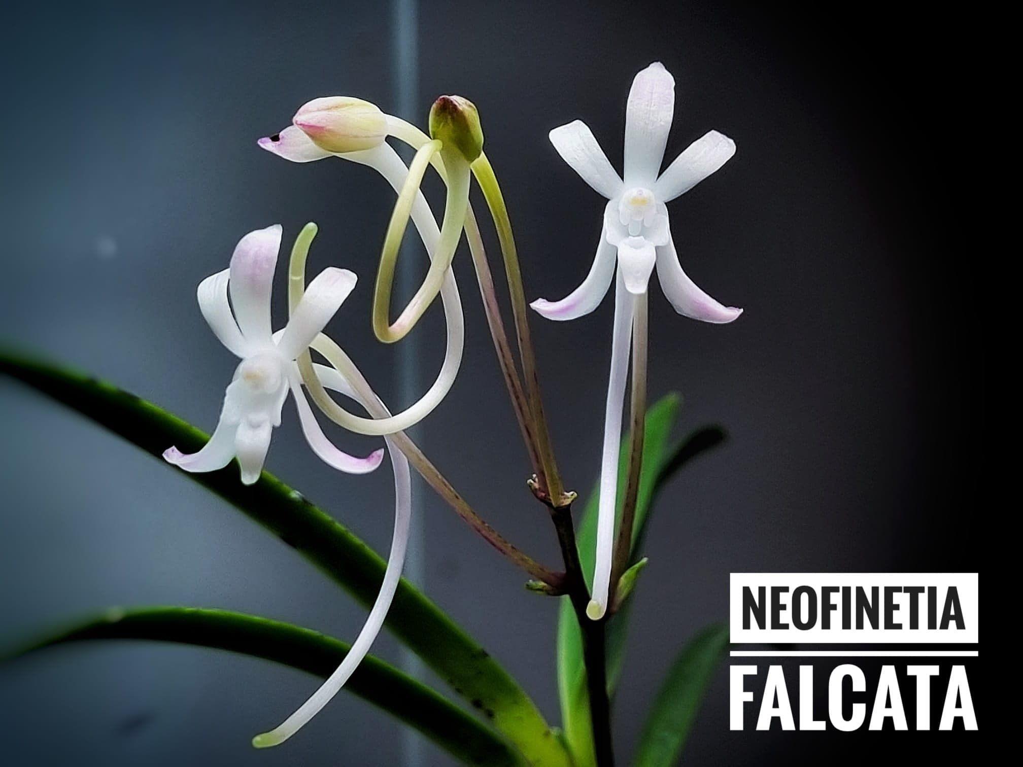 Neofinetia falcata