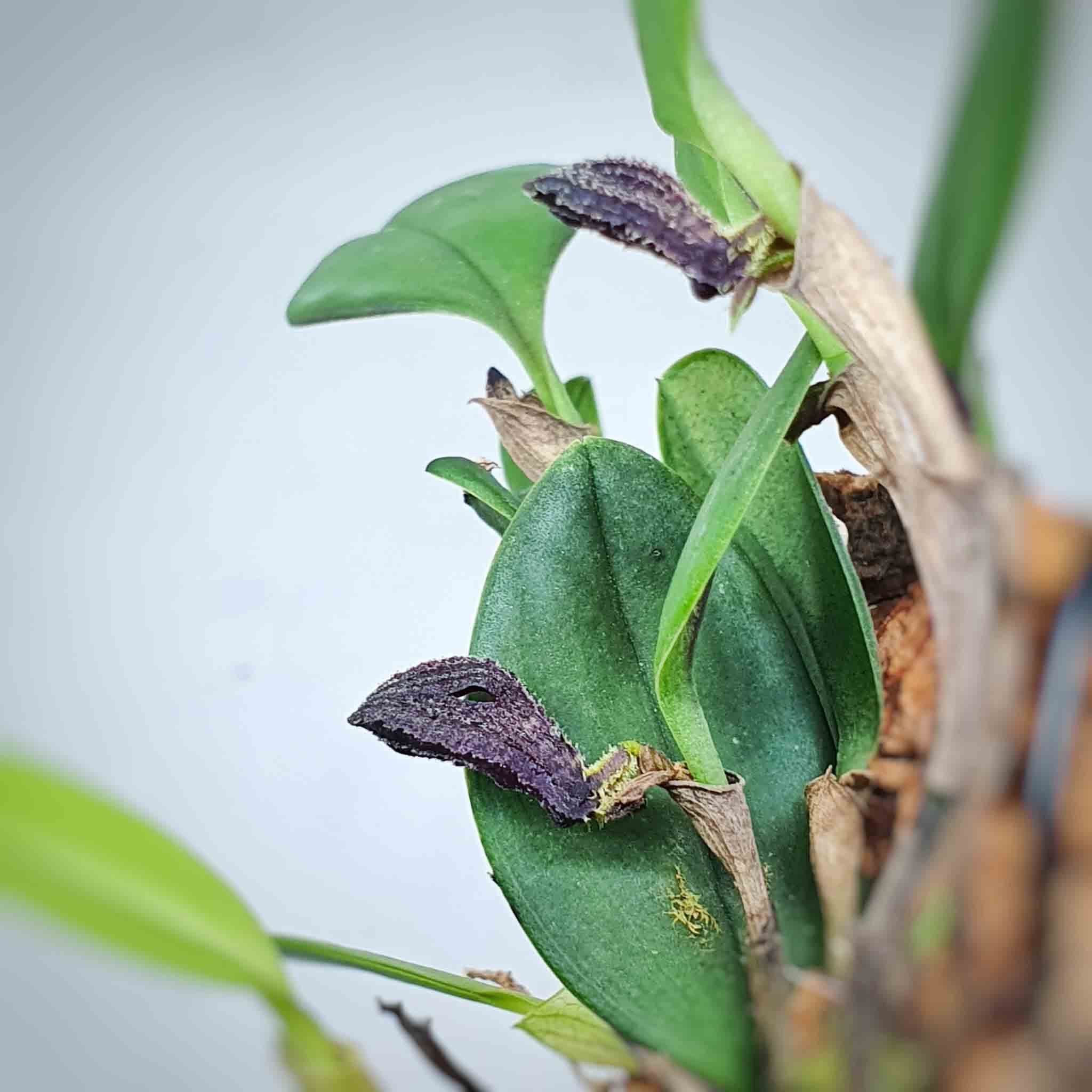 Zootrophion griffin: Orquideas de Ecuador 3