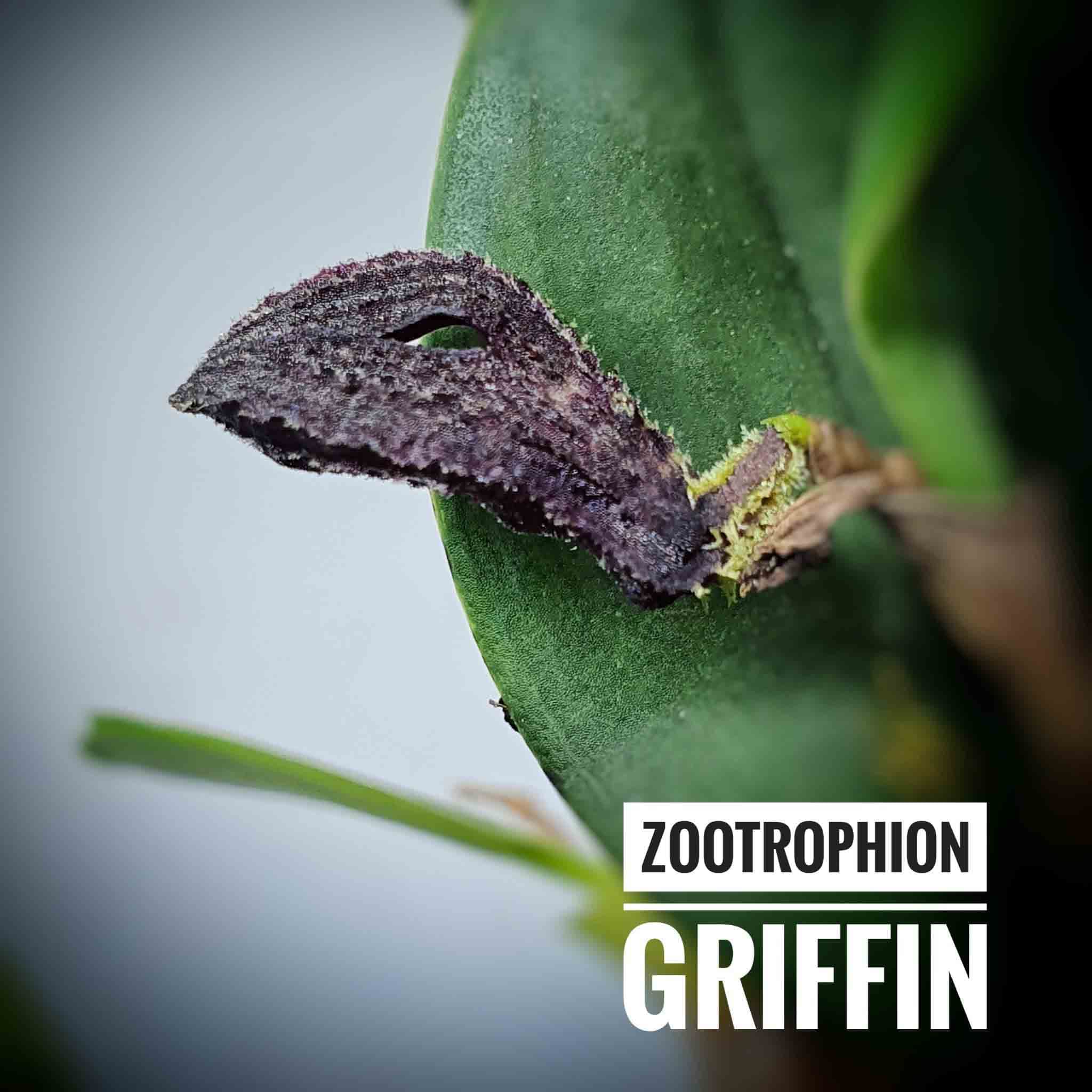 del grupo de los zootrophion. Directamente llegada desde nuestrio productor ecuatoriano.