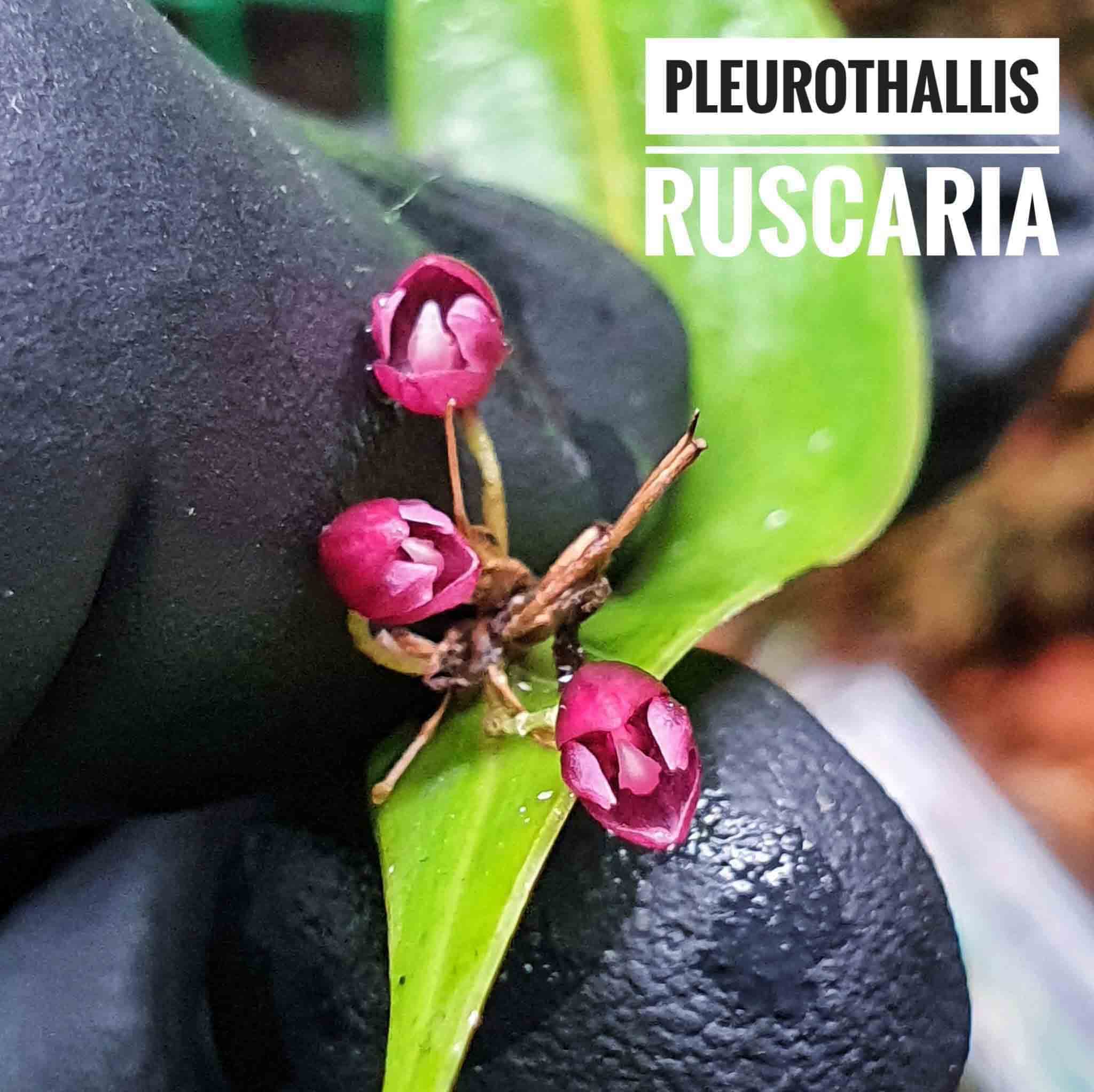 Pleurothallis ruscaria: Orquideas de ecuador 3