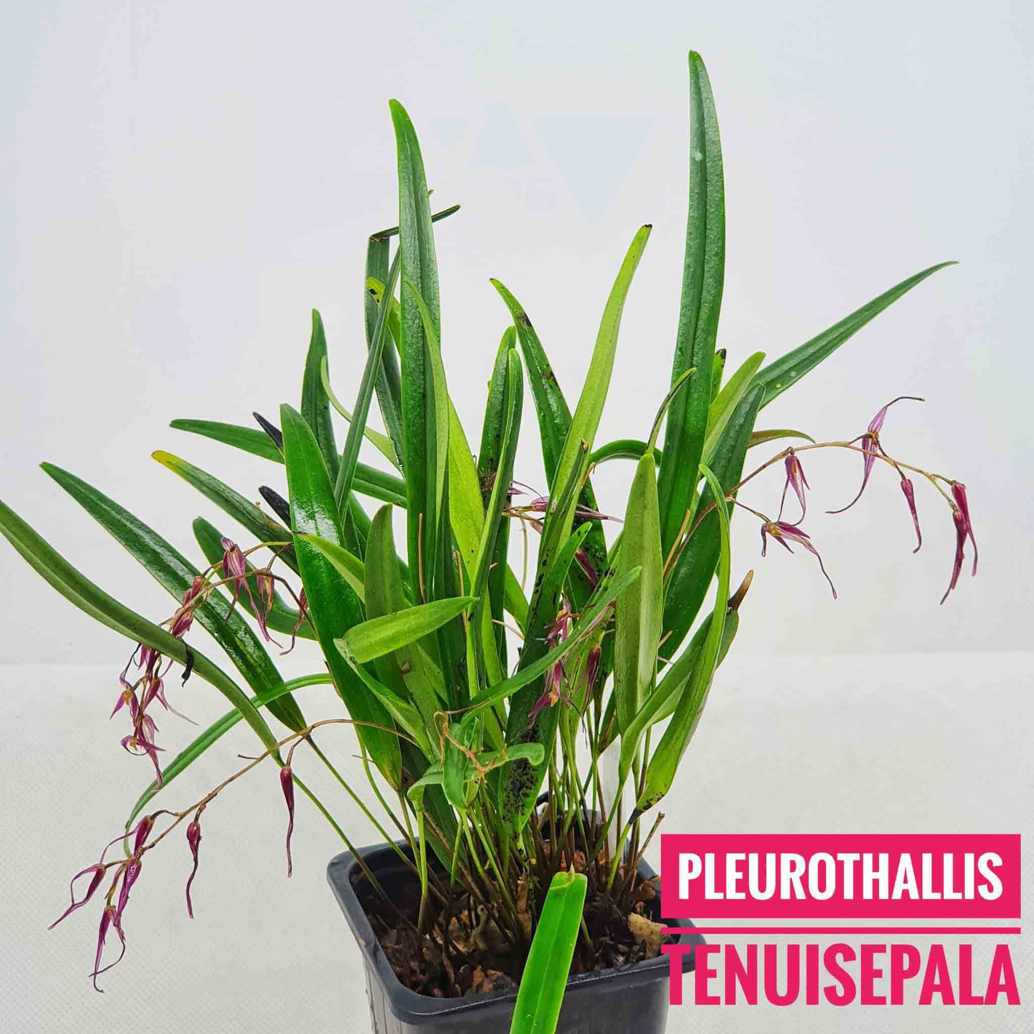 Pleurothallis tenuisepala: Orquideas de ecuador 3