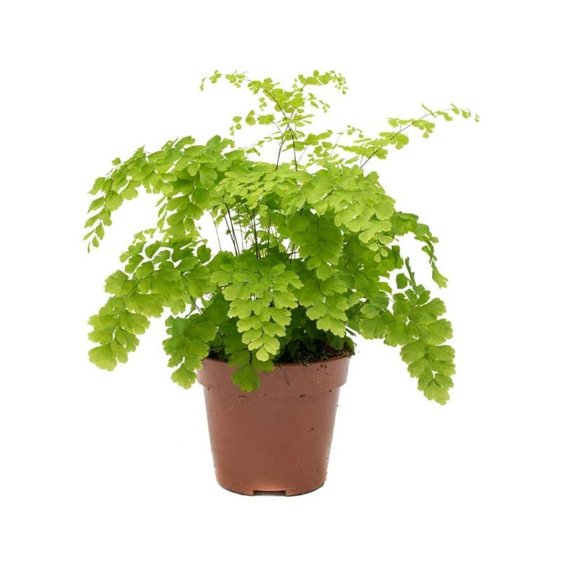 Adiantum monocolor 3