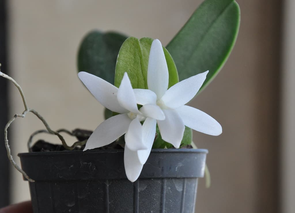orquideas que poseen un aroma intenso en las horas de la noche. Impresionantes!