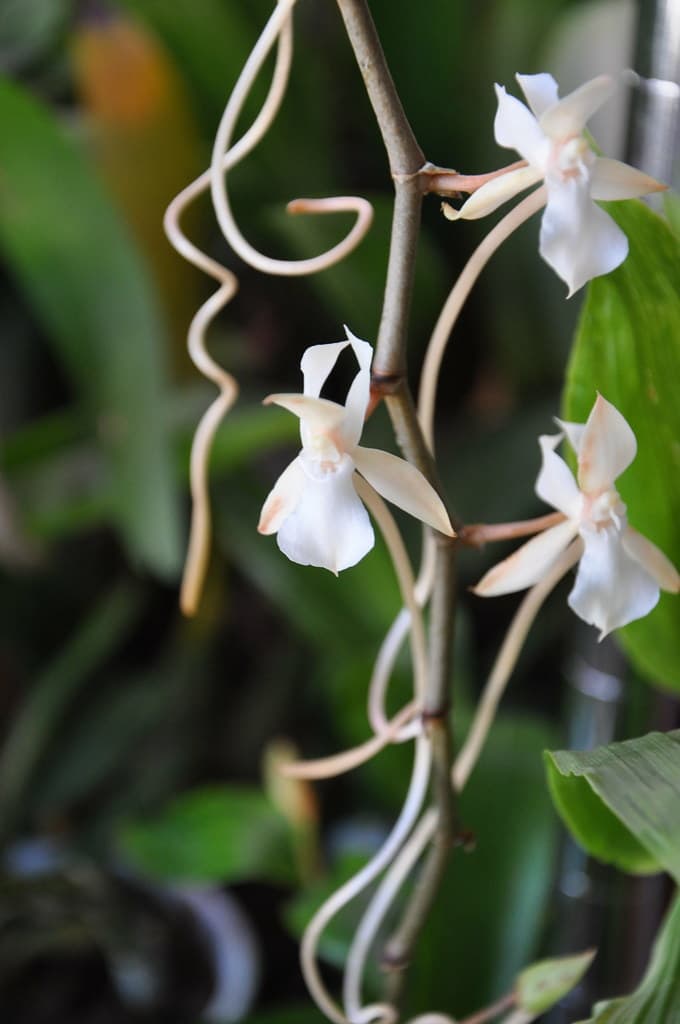 ideal para iniciarte en el mundo de las Orquideas de colección. Fácil y agradecida.