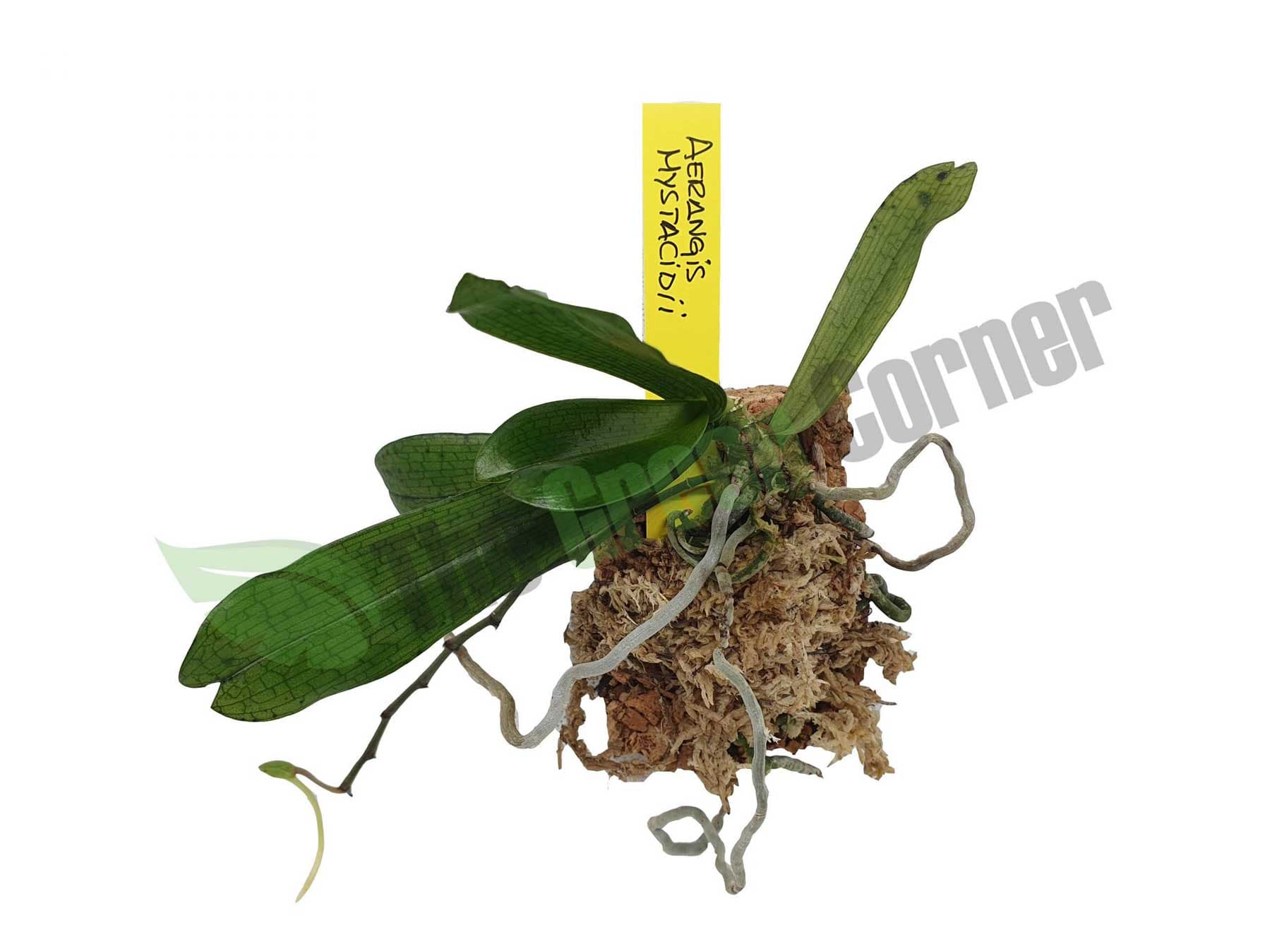 ideal para iniciarte en el mundo de las Orquideas de colección. Fácil y agradecida.