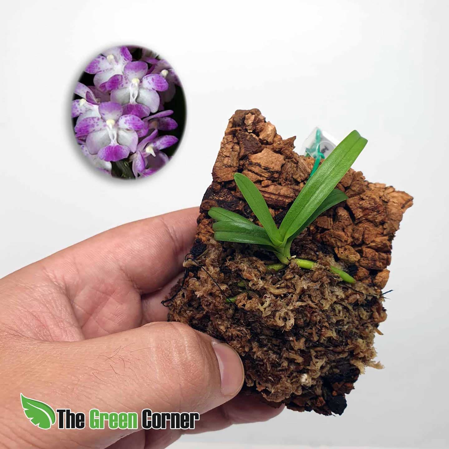 Aerides Multiflora en kit de rustificacion: tus orquideas en proceso de adaptación para que puedas disfrutar de todo el proceso vegetativo.