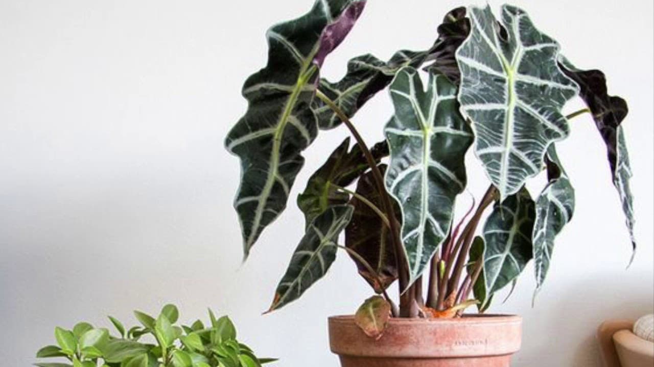 ideal para decorar tu hogar. Su color y su aspecto tropical te encantaran