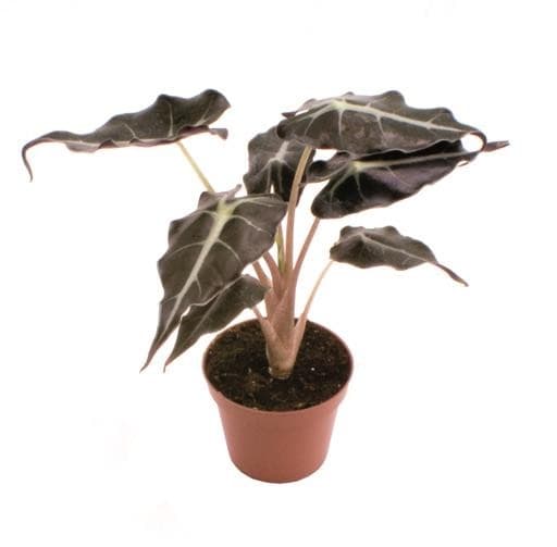 Alocasia bambino curly 4