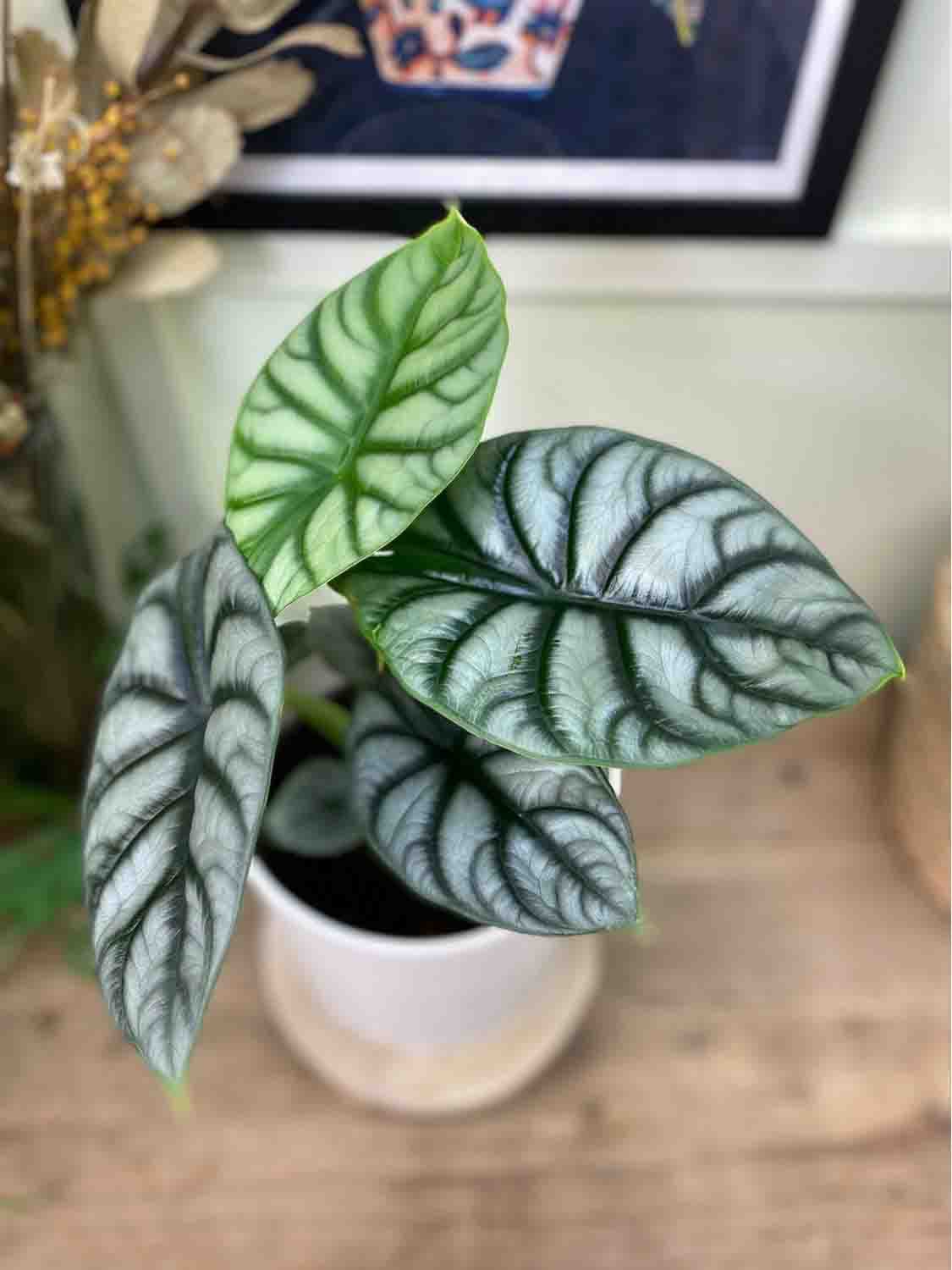 Alocasia Silver Dragon 4