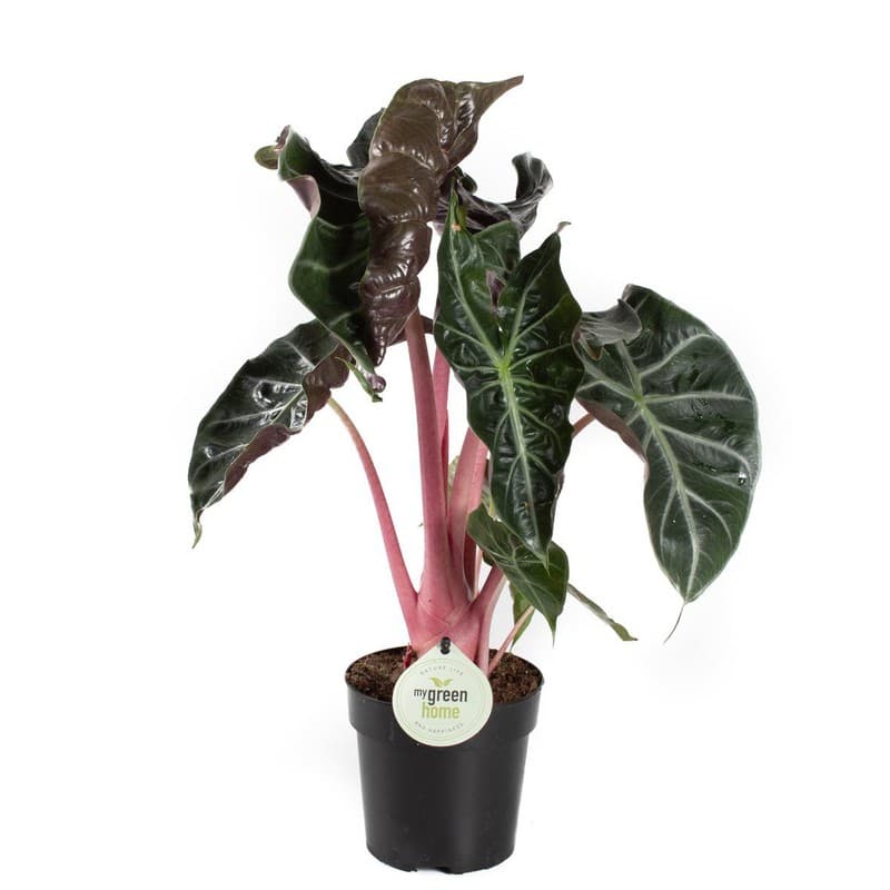 alocasia-pink-dragon-800x800-1
