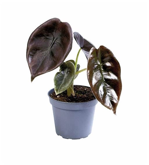 Alocasia cuprea Red Secret 3