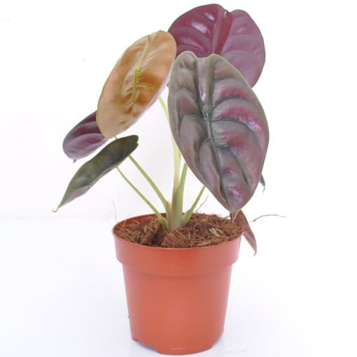 alocasia-red-secret
