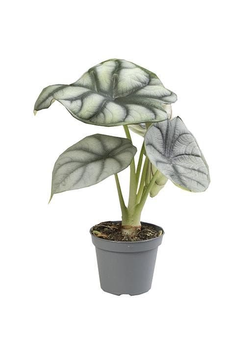 Alocasia Silver Dragon 2
