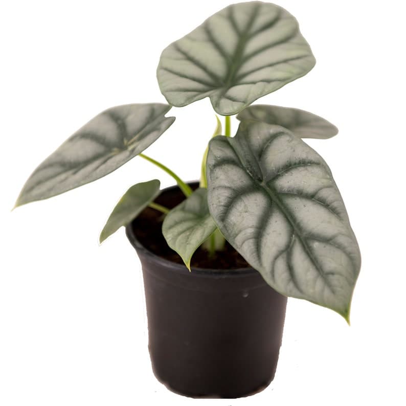 Alocasia Silver Dragon 3