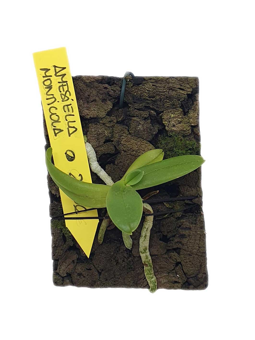 Amesiella monticola: Orquídea de pequeño tamaño 2