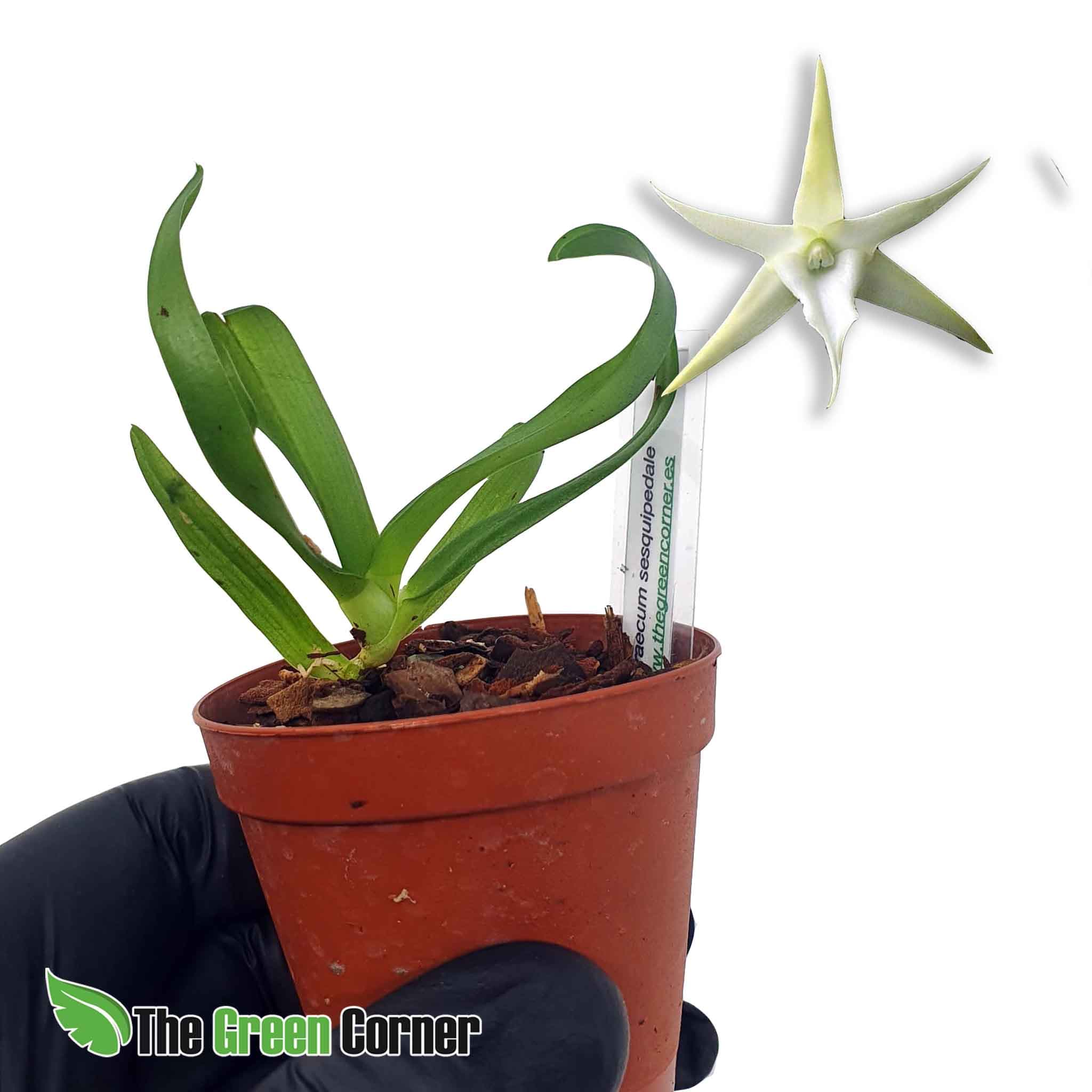 Angraecum sesquipedale en kit de rustificacion: tus orquideas en proceso de adaptación para que puedas disfrutar de todo el proceso vegetativo.