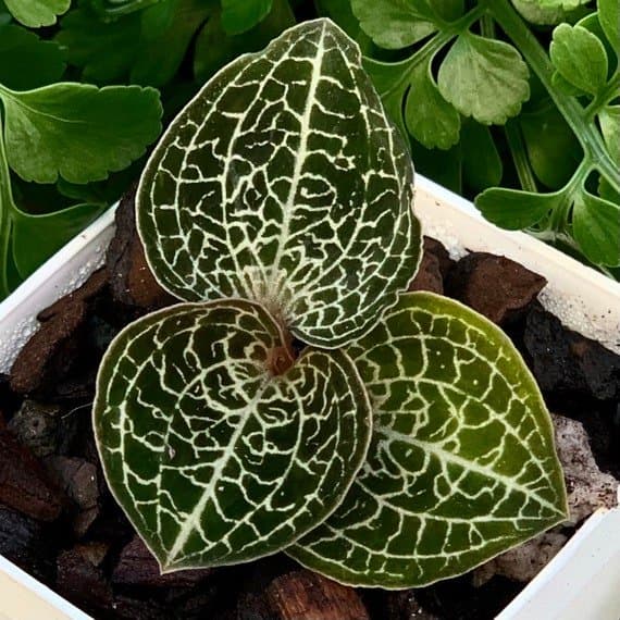 Anoectochilus formosanus (Gran Tamaño)