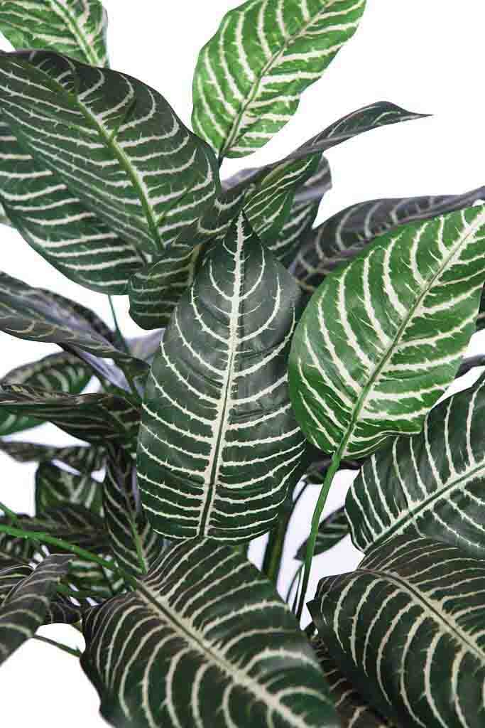 Planta Aphelandra 60cm 2