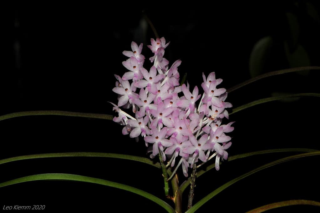 Ascocentrum christensonianum: Orquidea de tamaño medio 4