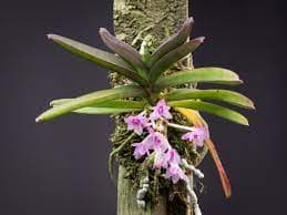Ascocentrum pusillum: Vanda nana 2