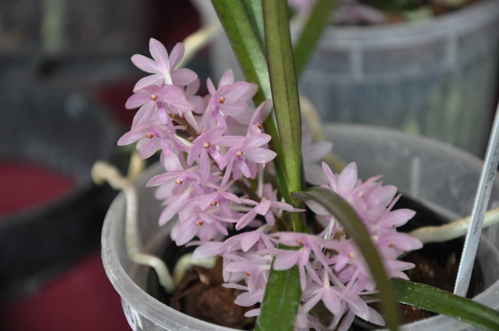 Ascocentrum pusillum: Vanda nana 3