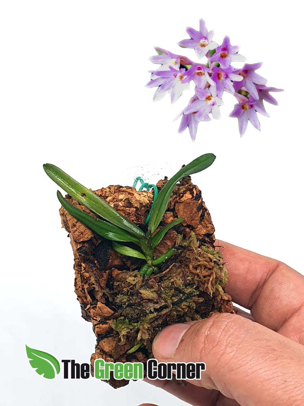 pero en miniatura. flores moradas impresionantes-
