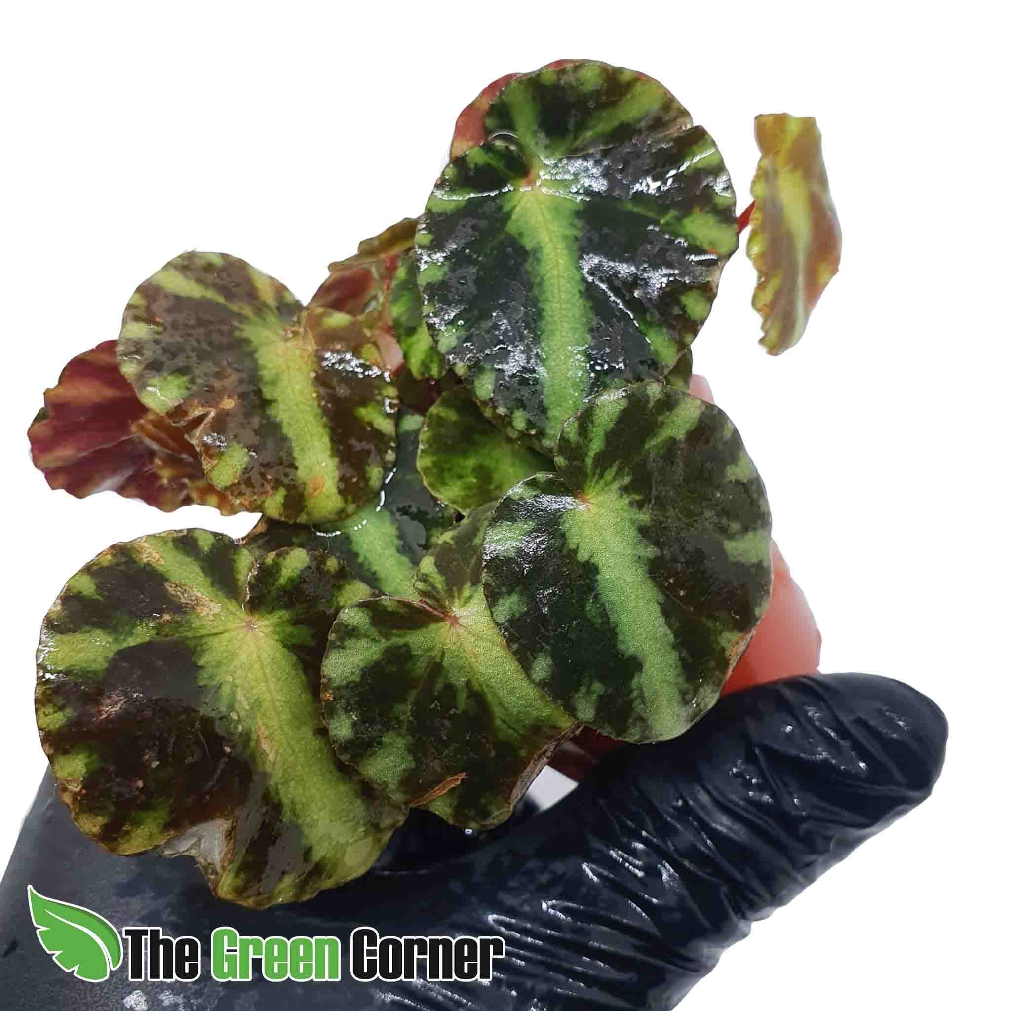 Begonia Cleopatreae: Preciosa Begonia para terrario de tamaño pequeño