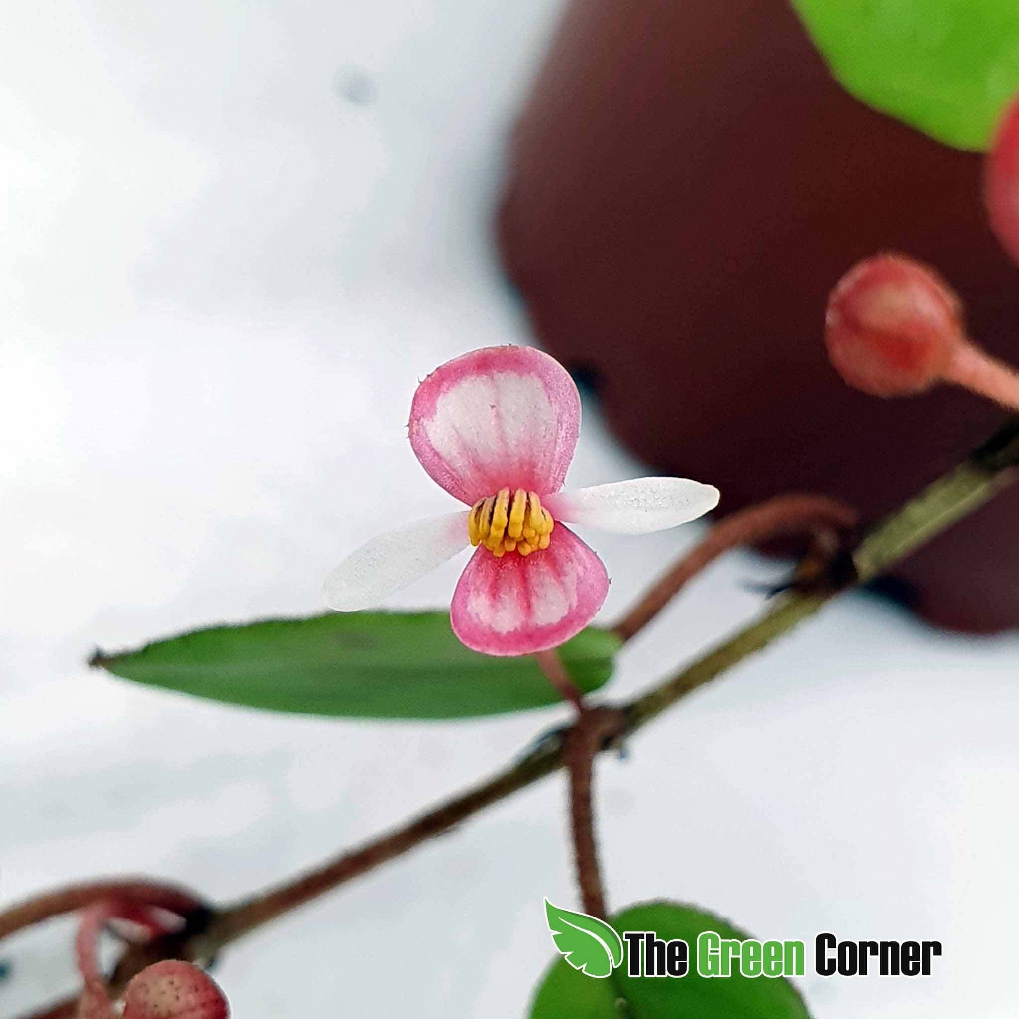 begonia elaeagnifolia : Preciosa planta de terrariopara la parte mas baja