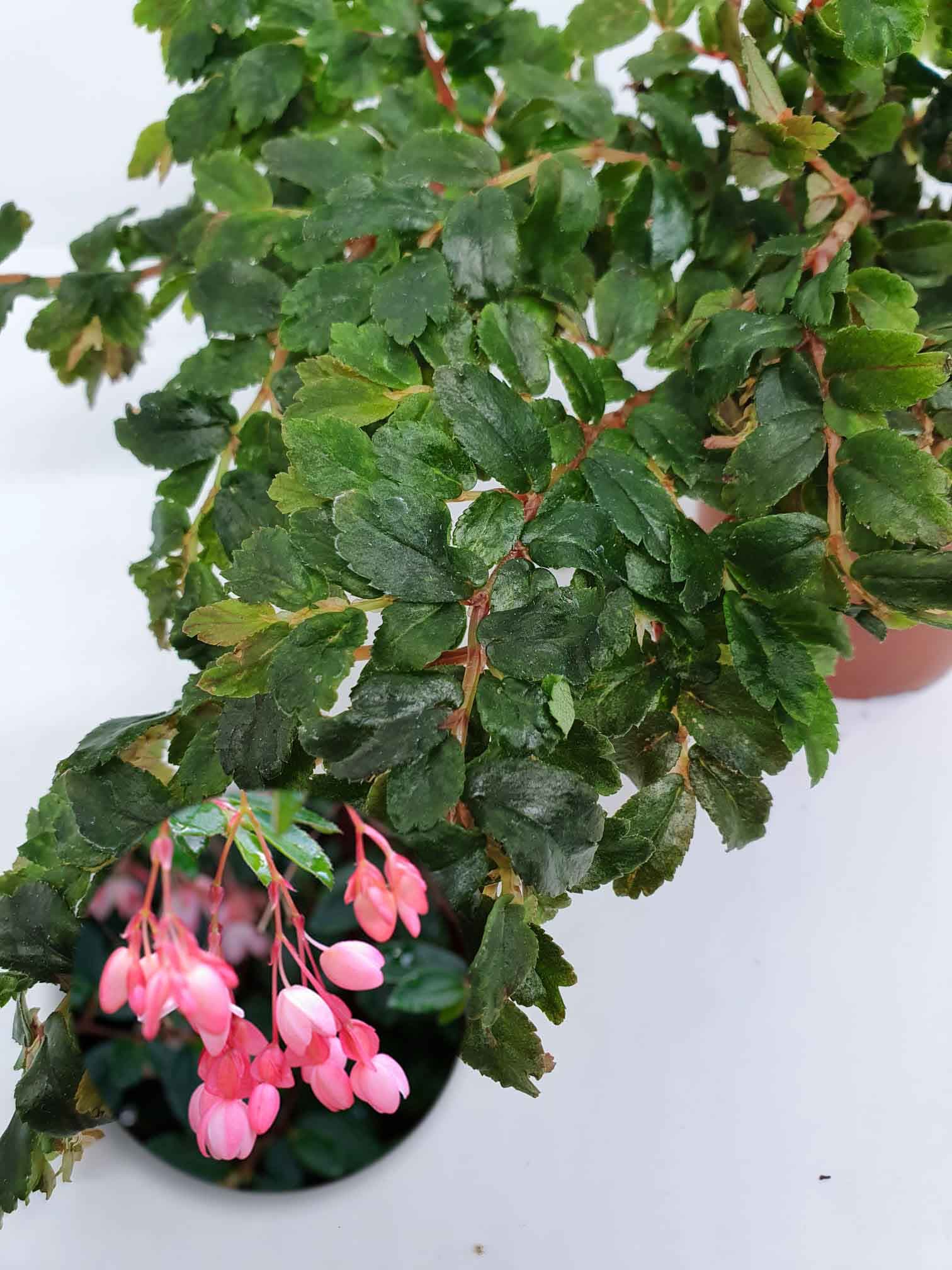 Begonia foliosa var. miniata 2