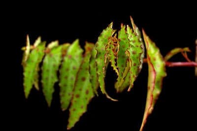 Begonia amphioxus 2
