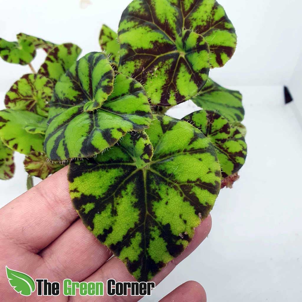 Begonia Rex 2