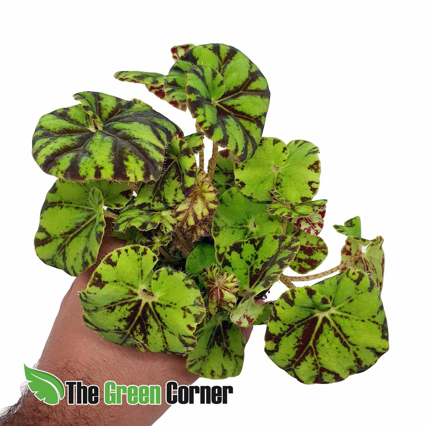 Begonia Rex : Preciosa planta de diferentes colores que sin duda será la protagonista de tu terrario o montaje tropical.
