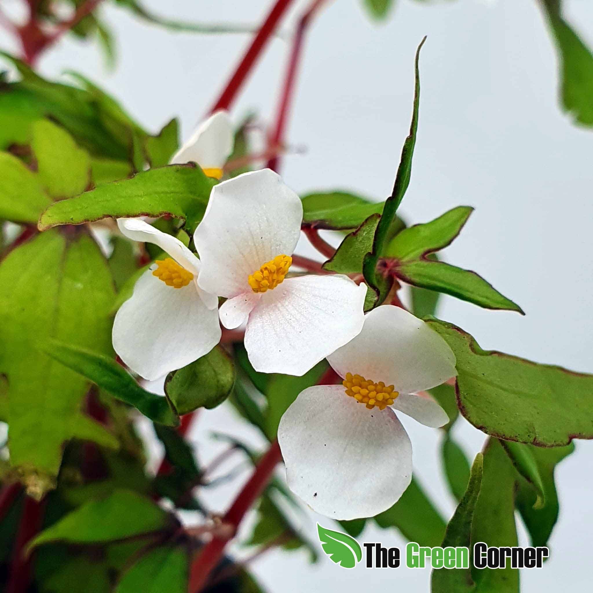 Begonia tripartita 2